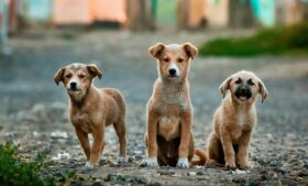 Instituição recebe quase 400 pedidos de abandono de cães na Irlanda