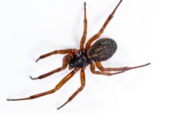 Falsa Viúva-Negra: a aranha que aterroriza Reino Unido e Irlanda no verão