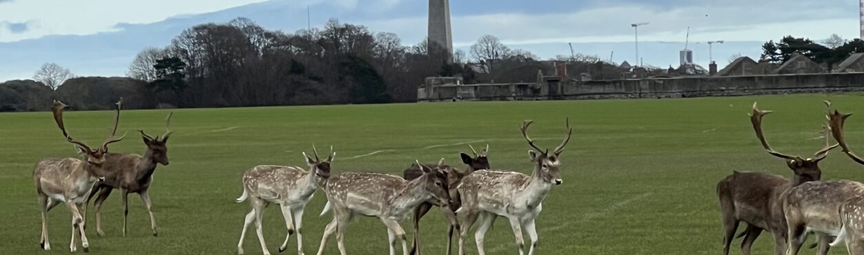 Campanha do governo irlandês alerta sobre contato com cervos no Phoenix Park