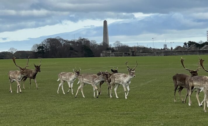 Campanha do governo irlandês alerta sobre contato com cervos no Phoenix Park