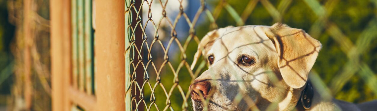 Organização lança manifesto para melhorar o bem-estar de cães na Irlanda