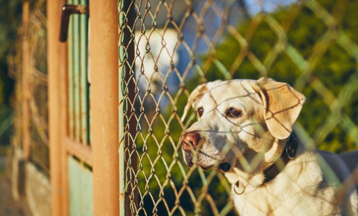 Organização lança manifesto para melhorar o bem-estar de cães na Irlanda